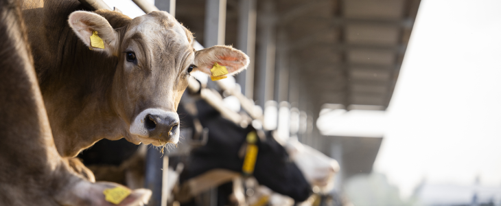 Cows on a farm